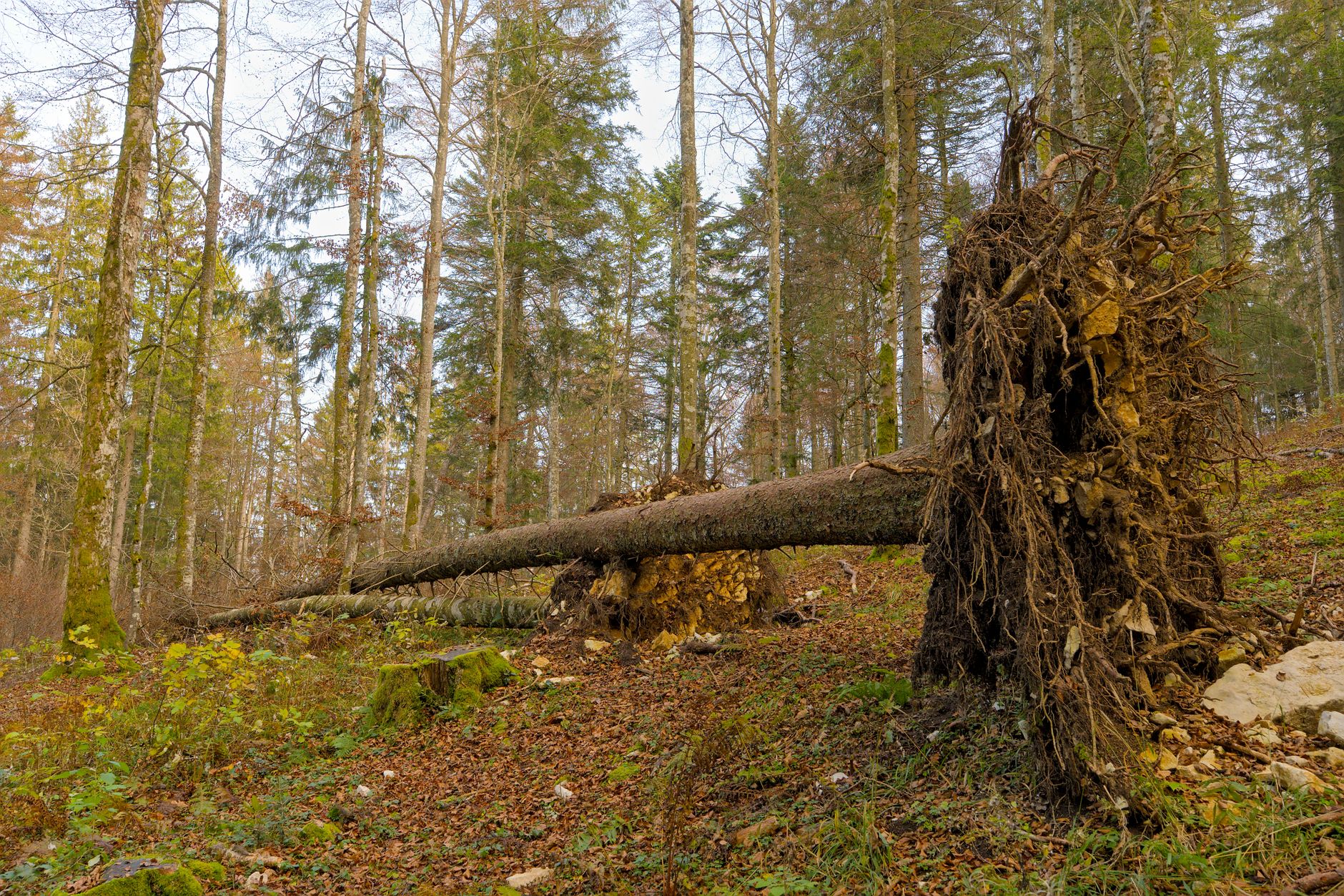 Enlèvement arbre urgence équipe à Tarbes